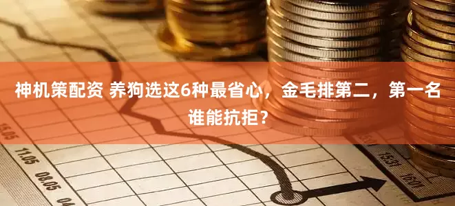 神机策配资 养狗选这6种最省心，金毛排第二，第一名谁能抗拒？