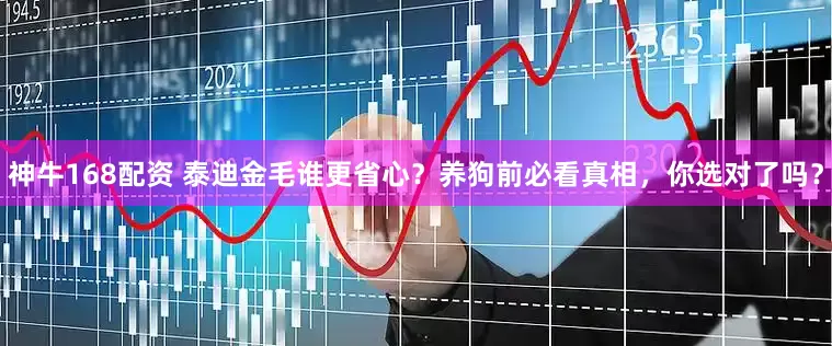 神牛168配资 泰迪金毛谁更省心？养狗前必看真相，你选对了吗？